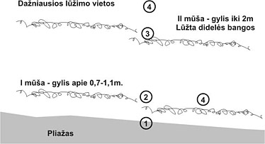 20070828_musa_zonos